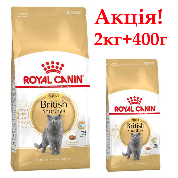 Сухий корм Royal Canin British Shorthair для котів породи Британська короткошерстна Акція купуй 2кг+400г в подарунок!